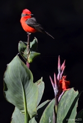 Pyrocephalus rubinus