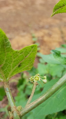 Microsechium helleri