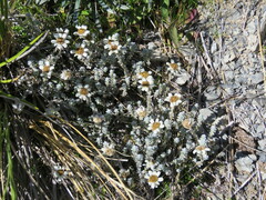 Leucogenes grandiceps