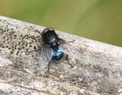 Australophyra rostrata