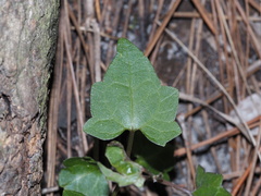 Mikania scandens