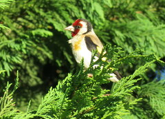 Carduelis carduelis britannica