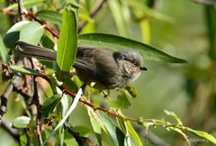 Psaltriparus minimus