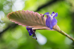 Wallisia pretiosa