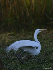 Ardea alba