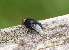 Australophyra rostrata