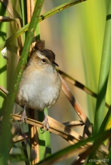 Cistothorus palustris