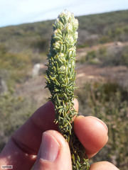 Aspalathus shawii shawii