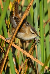 Cistothorus palustris