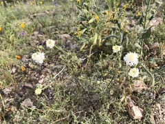 Chaenactis stevioides