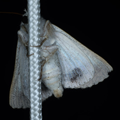 Pandesma