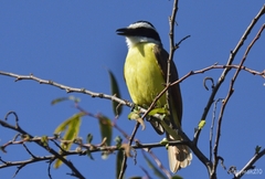 Pitangus sulphuratus