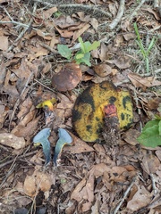 Cyanoboletus cyaneitinctus