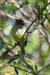 Myiopagis viridicata