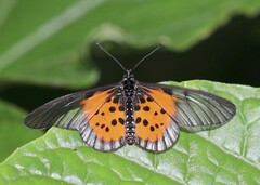 Acraea iturina