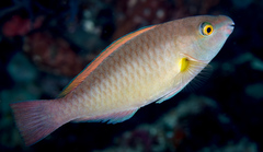King Parrotfish photo 2
