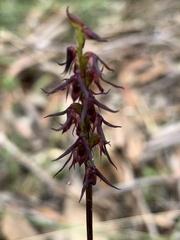 Genoplesium filiforme