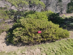 Arctostaphylos densiflora