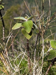 Coleus graveolens