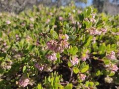 Arctostaphylos densiflora