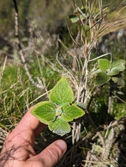 Coleus graveolens
