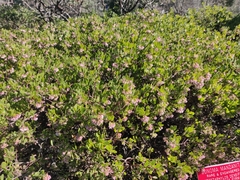 Arctostaphylos densiflora