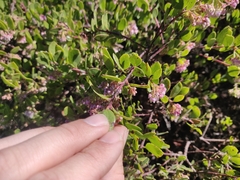 Arctostaphylos densiflora