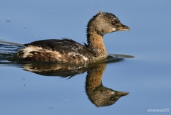Podilymbus podiceps