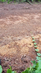 Microsechium helleri