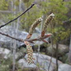 Populus brandegeei