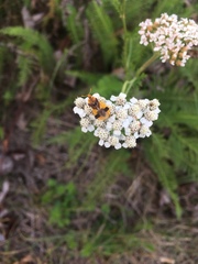 Phymata americana americana