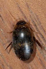 Rhantaticus congestus