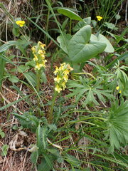 Pedicularis oederi