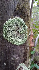 Menegazzia