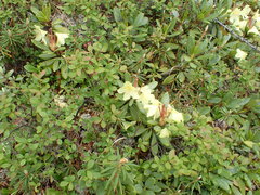 Rhododendron aureum