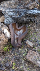Geoscypha violacea