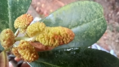 Liquidambar chinensis