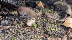 Geoscypha violacea
