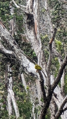 Chlorodrepanis virens