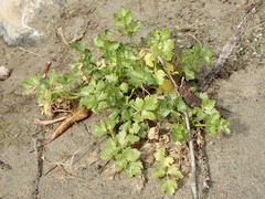Apium graveolens