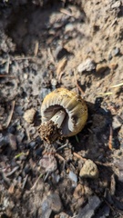 Coprinellus bipellis