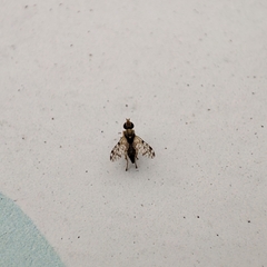 Campiglossa sororcula