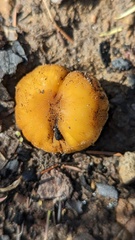 Coprinellus bipellis