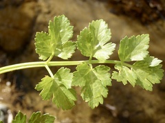 Apium graveolens