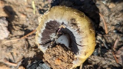 Coprinellus bipellis