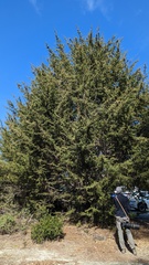 Cupressus abramsiana