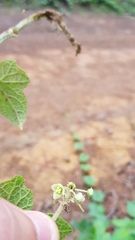 Microsechium helleri