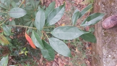 Elaeocarpus chinensis