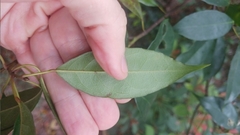 Elaeocarpus chinensis