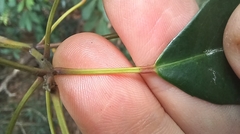 Elaeocarpus chinensis